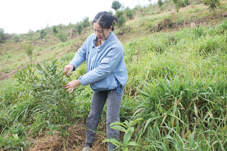 Chị Thuỷ chăm s&oacute;c c&acirc;y mắc ca