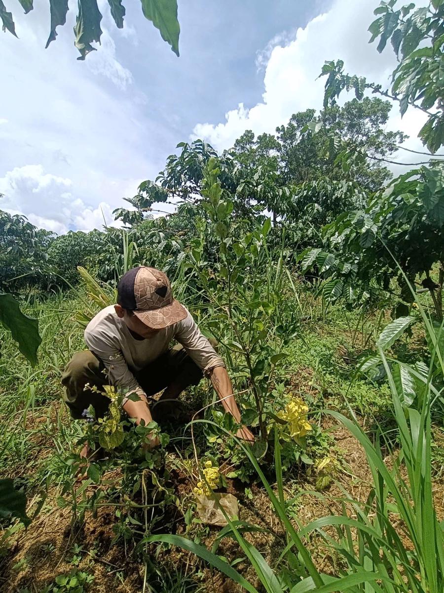 Những c&acirc;y giống trong vườn O.Garden 100% sinh trưởng tốt.