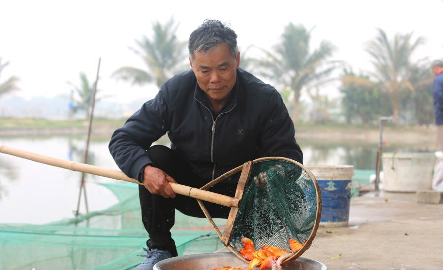 L&agrave; một trong những hộ gia đ&igrave;nh nu&ocirc;i c&aacute; lớn nhất ở B&aacute;i Tr&uacute;c, &ocirc;ng Nguyễn Văn Loan (sinh năm 1962) cho biết: Gi&aacute; c&aacute; năm nay cao hơn so với mọi năm v&igrave; ở ph&iacute;a Bắc bị ảnh hưởng của mưa b&atilde;o số 3, nhiều hộ kh&ocirc;ng c&oacute; c&aacute; b&aacute;n. Năm nay, nh&agrave; t&ocirc;i thu hoạch khoảng 2 tấn c&aacute; v&agrave; được c&aacute;c thương l&aacute;i đến mua gần hết. Số tiền thu về được khoảng 300 triệu đồng