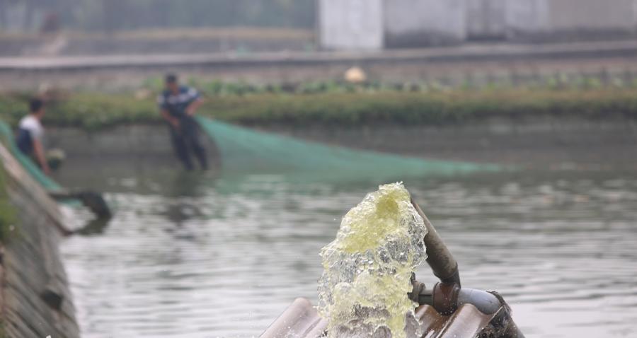 Mỗi khi v&agrave;o vụ, người d&acirc;n phải huy động m&aacute;y bơm nước t&aacute;t ao nu&ocirc;i để bắt c&aacute;.