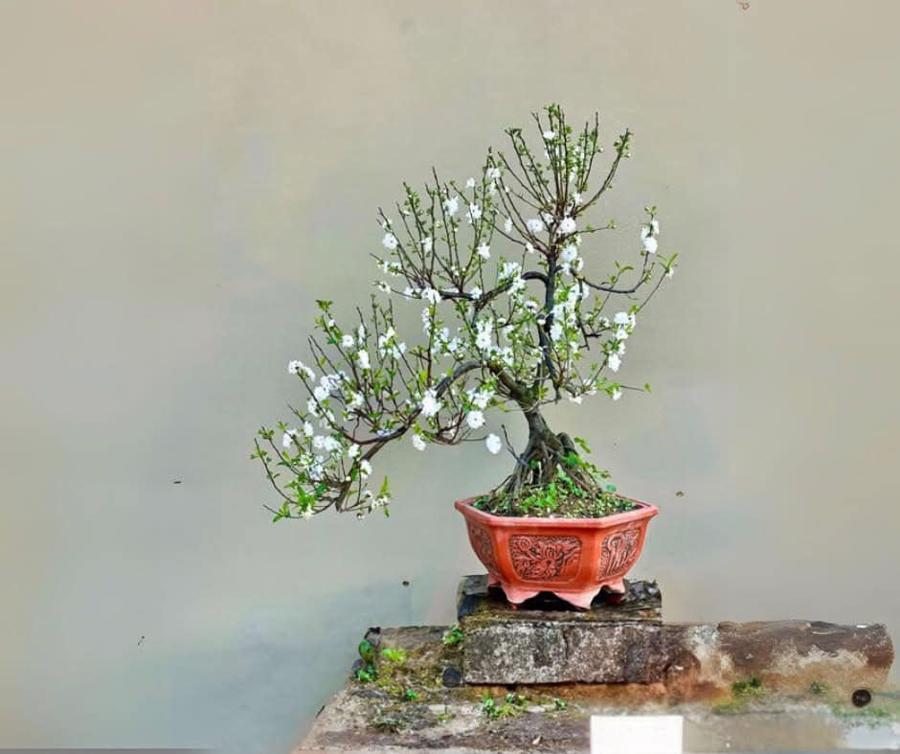 Một chậu nhất chi mai bonsai mini.