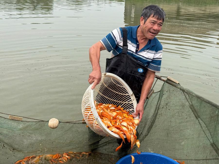 Thống k&ecirc; cho thấy, c&oacute; khoảng 70 hộ d&acirc;n ở c&aacute;c phố T&acirc;n Hậu, T&acirc;n Cổ v&agrave; B&aacute;i Tr&uacute;c nu&ocirc;i c&aacute; ch&eacute;p đỏ truyền thống.&nbsp;