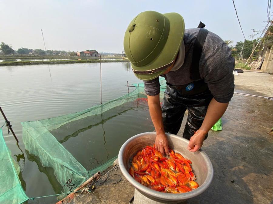 Trung b&igrave;nh nếu một s&agrave;o l&uacute;a thu về khoảng 14 triệu đồng (đ&atilde; trừ tiền giống, vật tư v&agrave; c&ocirc;ng chăm s&oacute;c) th&igrave; 1 s&agrave;o nu&ocirc;i c&aacute; thu về 25 triệu đồng trong khi chi ph&iacute; rất &iacute;t.