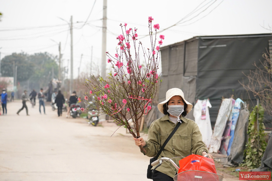 Trưa ng&agrave;y 22/1 (tức ng&agrave;y 23 th&aacute;ng Chạp), kh&aacute; đ&ocirc;ng người d&acirc;n t&igrave;m đến l&agrave;ng đ&agrave;o Nhật T&acirc;n để chọn nhưng c&acirc;y đ&agrave;o ưng &yacute; về trưng b&agrave;y dịp Tết Ấy Tỵ.