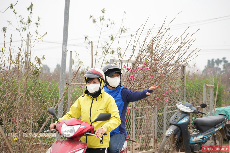 [Phóng sự ảnh] Làng đào Nhật Tân: Nhộn nhịp những gốc cây “được giá” sau bão - Ảnh 5