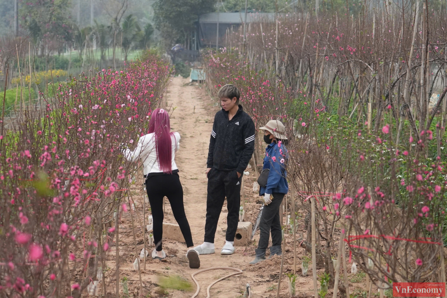 Những gốc đ&agrave;o đ&atilde; được cắt tỉa gọn g&agrave;ng v&agrave; chằng buộc cẩn thận, sẵn s&agrave;ng để vận chuyển.&nbsp;