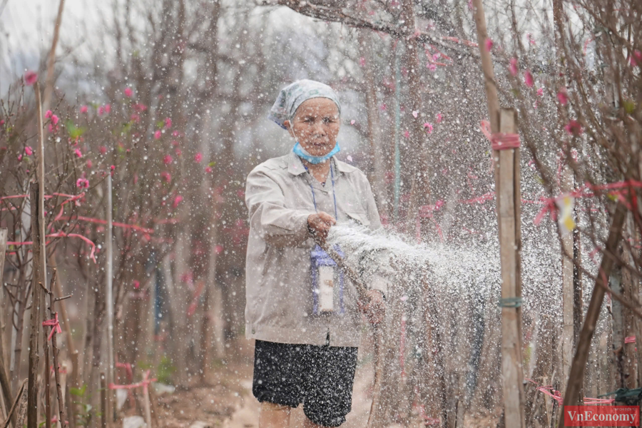 [Phóng sự ảnh] Làng đào Nhật Tân: Nhộn nhịp những gốc cây “được giá” sau bão - Ảnh 3