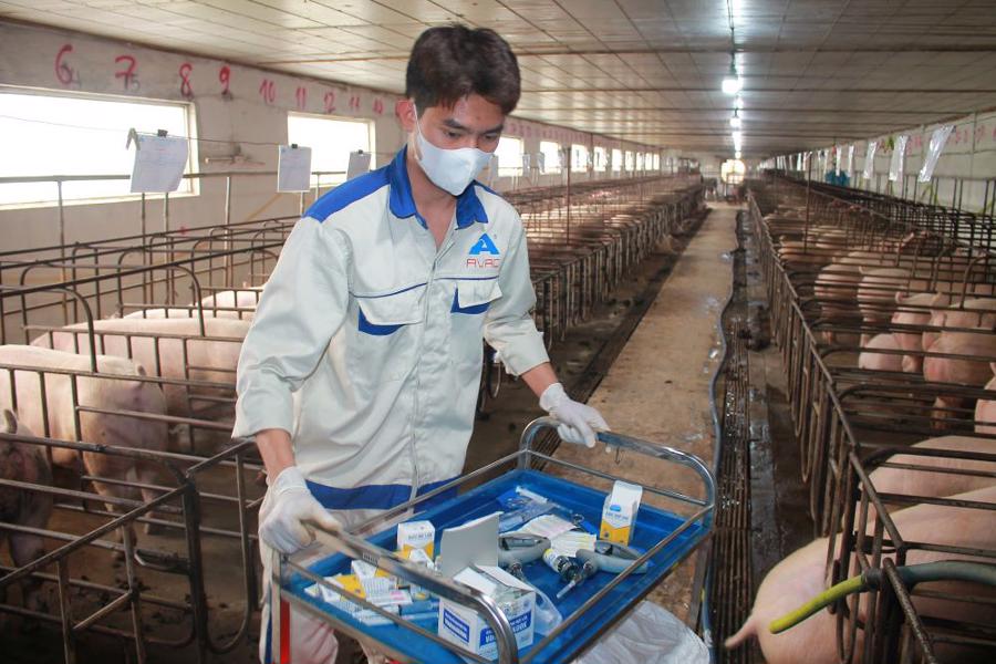 Đ&agrave;n lợn sau khi ti&ecirc;m vaccine ASF đều khoẻ mạnh v&agrave; ph&aacute;t triển tốt. Ảnh: CK.