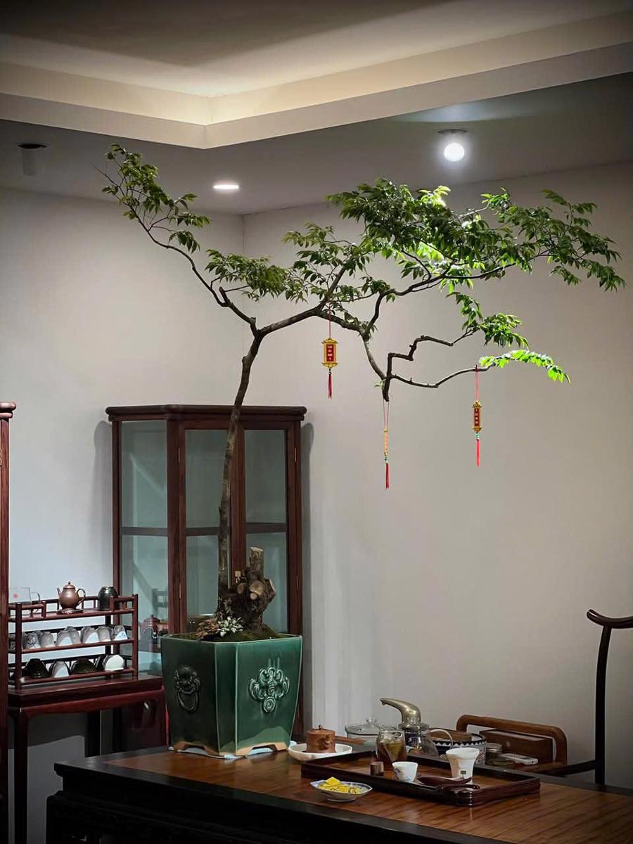 Muội hồng được săn đón để trang trí phòng trà