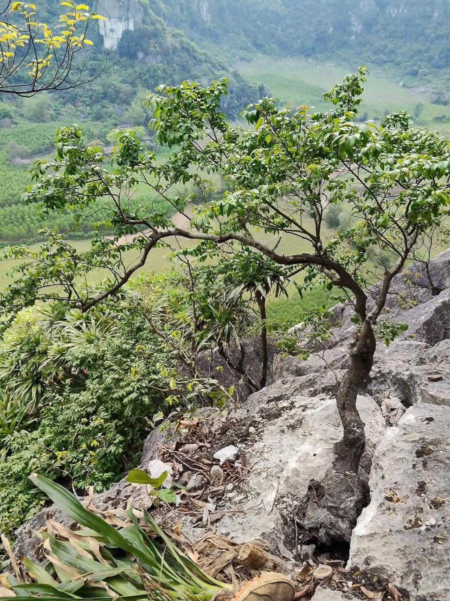 Muội hồng là loài cây đặc hữu của các vùng núi đá vôi khắc nghiệt thuộc Thanh Hóa, Ninh Bình, Hòa Bình.