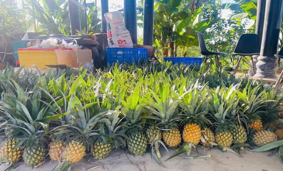 Cô gái bản Thổ bỏ phố về rừng phủ xanh đồi trọc, phát triển nông nghiệp sạch - Ảnh 7