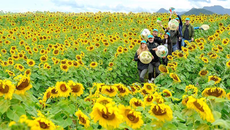Du khách Pháp trải nghiệm tại cánh đồng hoa hướng dương (Nghĩa Đàn, Nghệ An). Ảnh: Lê Quang Dũng
