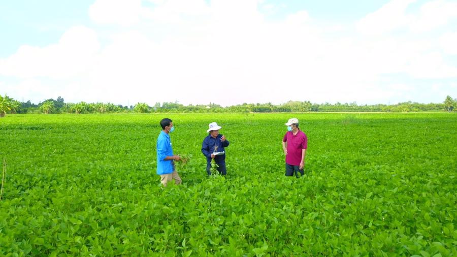 Mô hình luân canh đậu nành - lúa không chỉ tăng thu nhập mà còn góp phần phát triển nông nghiệp bền vững ở cả Đồng bằng sông Hồng và Đồng bằng sông Cửu Long.