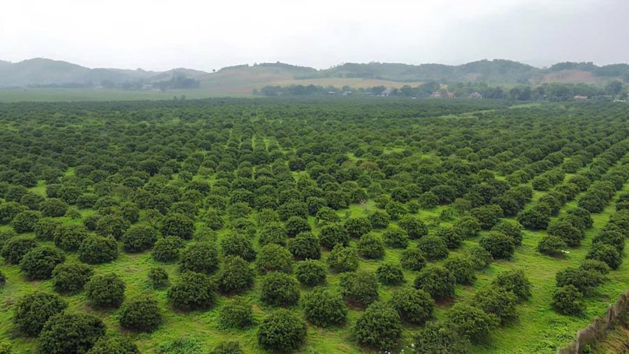 20ha vải không hạt được trồng thử nghiệm ở huyện Ngọc Lặc đã cho hiệu quả kinh tế cao.