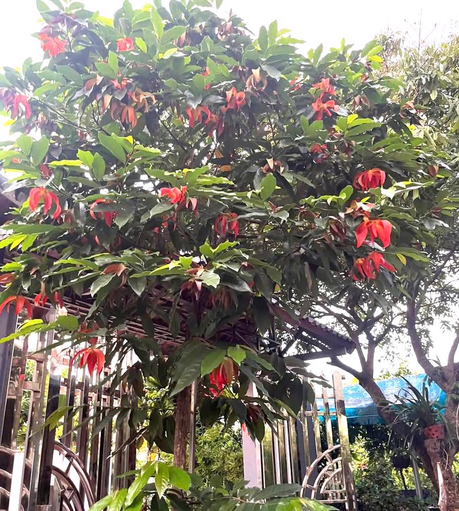Trong vài năm trở lại đây, hoa dẻ đỏ bỗng chốc trở thành “hiện tượng” trong giới chơi cây cảnh, đặc biệt sau làn sóng lan đột biến