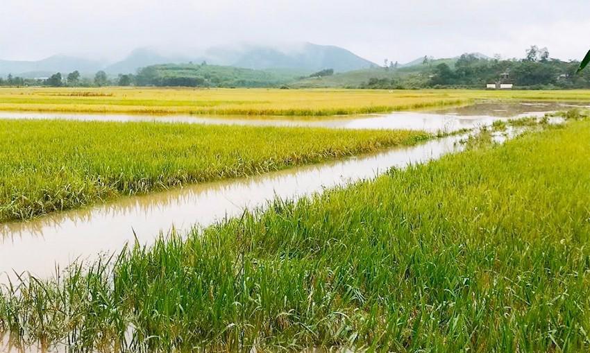 Hàng chục ha lúa xuân ở xã Đức Hương (Vũ Quang) đối mặt với nguy cơ mất trắng do bị ngập sâu. Ảnh Văn Chung