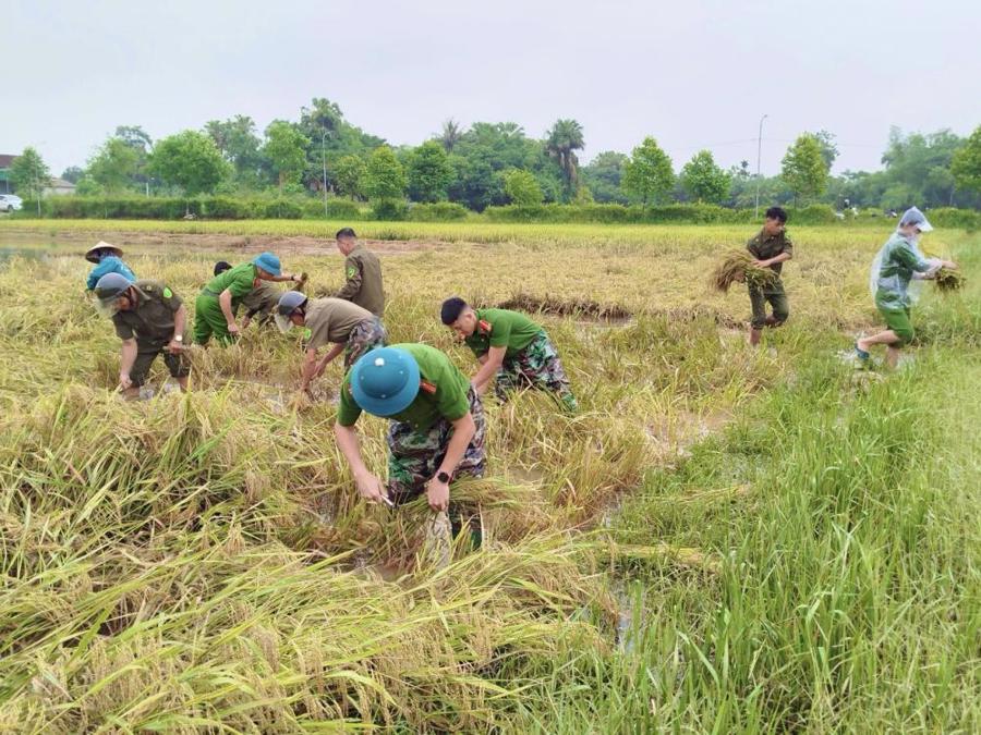  Lực lượng Công an xã và lực lượng đảm bảo an ninh cơ sở tại các địa bàn ở Hà Tĩnh đã khẩn trương có mặt tại các cánh đồng lúa để đồng hành, hỗ trợ cùng bà con nhân dân gặt lúa, thu gom những hạt thóc còn sót lại sau ngập úng.