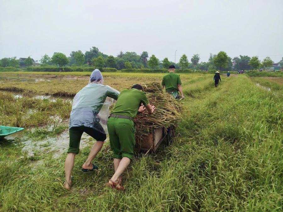 Không chỉ giúp bà con gặt lúa, lực lượng công an còn hỗ trợ vận chuyển lúa về nhà dân, kê bạt phơi lúa, giúp dân ổn định đời sống sau thiên tai