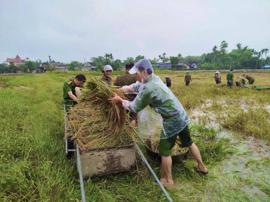 Lực lượng công an xã khẩn trương xuống đồng hỗ trợ người dân thu hoạch lúa.
