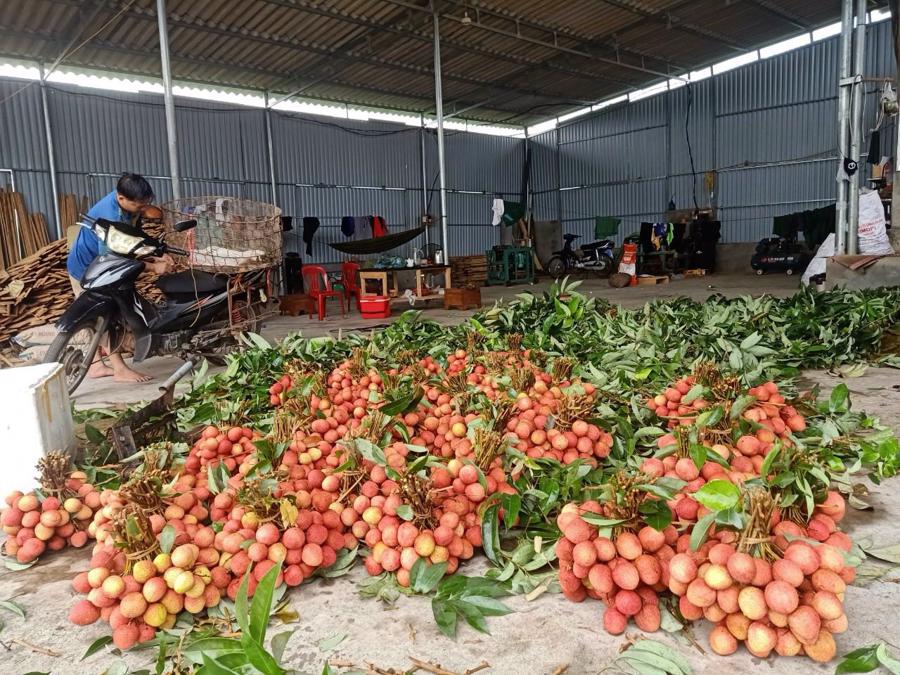 bet88 kèo thiều đầu mùa: Đa dạng chủng loại, mức giá - Ảnh 1