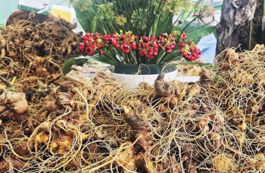 Sắp diễn ra Lễ hội quốc tế sâm Ngọc Linh và Dược liệu tại tỉnh Quảng Nam - Ảnh 1