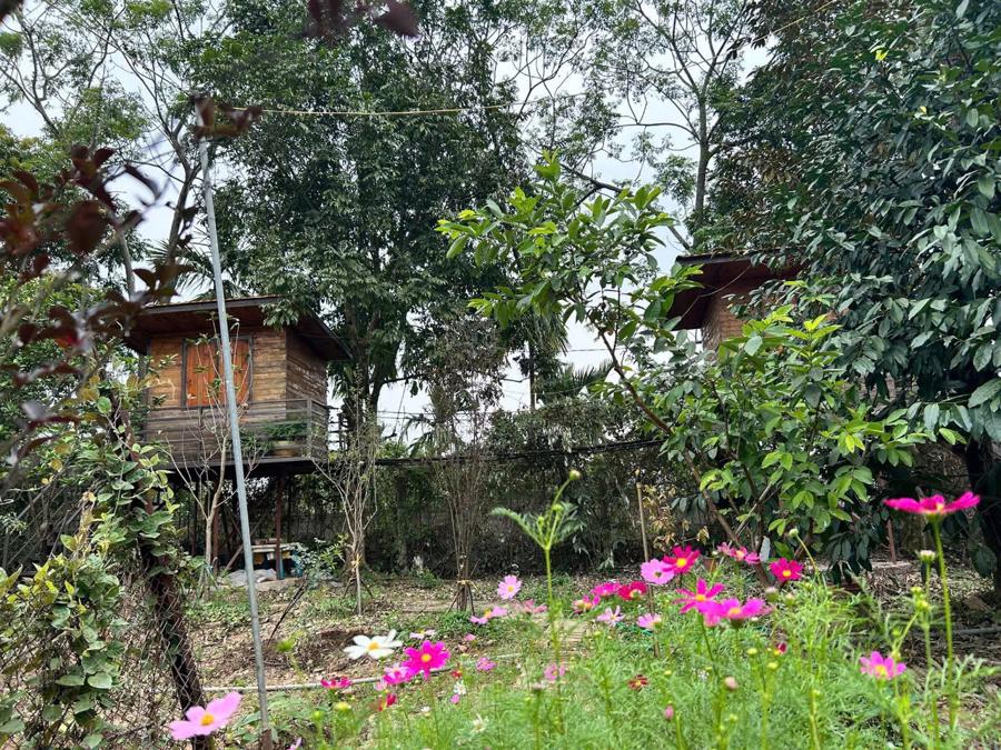 Một góc trang trại Kiến Vàng