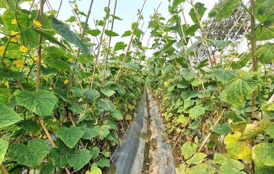 Người dân Phú Lộc phủ lớp nilon lên luống dưa nhằm giữ ẩm cho đất, ngăn ngừa cỏ dại...