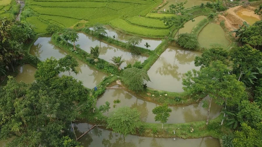 Trang trại của ông Hà Văn Khường hiện có 14 ao nuôi cá dầm xanh giống.