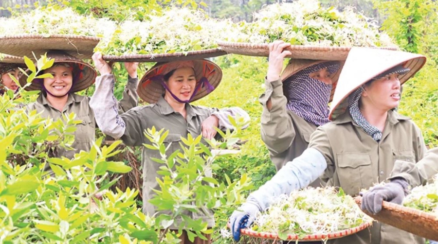 Xã viên Hợp tác xã Sinh Dược thu hoạch cây dược liệu.