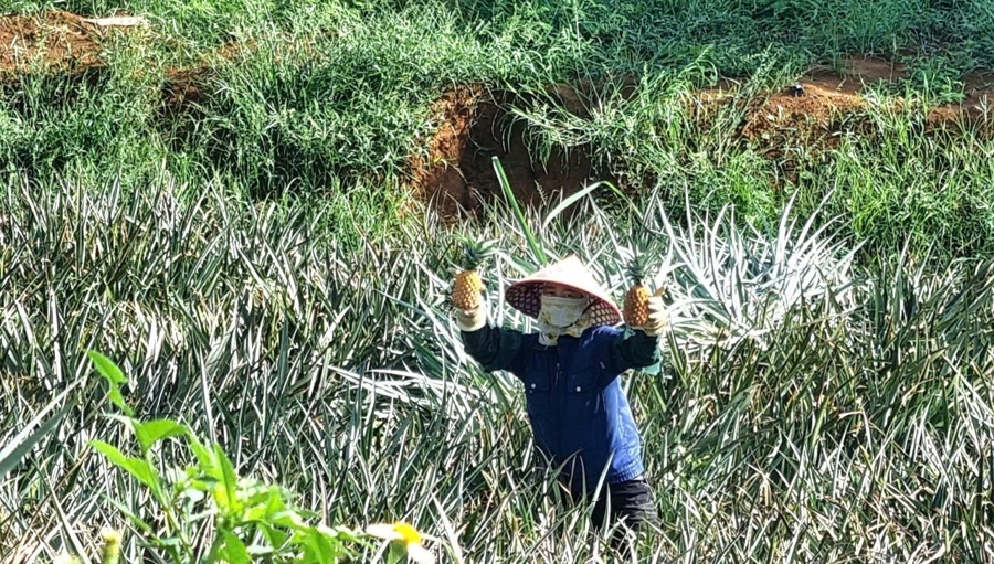 Dứa ở Tam Điệp chủ yếu là giống Queen loại này quả nhỏ, vỏ vàng đẹp, vị giòn ngọt nên rất được thị trường ưa chuộng.