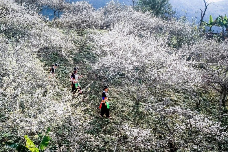 Với khí hậu mát mẻ vào mùa hè, sương mù bao phủ mùa đông, mùa xuân cùng với cảnh đẹp, Mường Lống ngày càng thu hút được nhiều du khách về khám phá. Ảnh: Nhật Thanh.