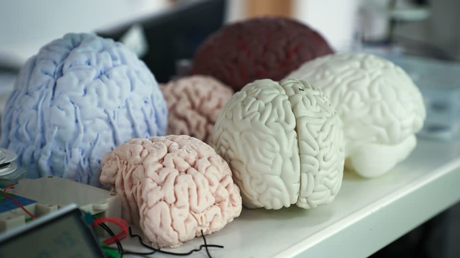 Mô hình não bộ được trưng bày bên trong phòng thí nghiệm CIBR tại Bắc Kinh, Trung Quốc.